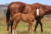 Primetime Emmy as a foal at Hollymount Stud in Australia