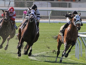Skyring - Horse Profile - BloodHorse