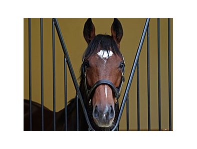 Frankel