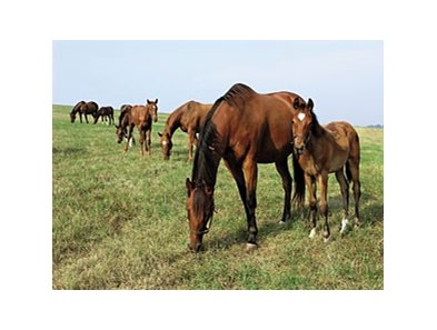 British Irish Foal Crops Increase Bloodhorse - 