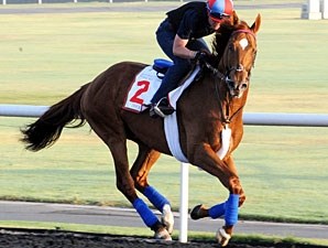 Animal Kingdom - Horse Profile - BloodHorse