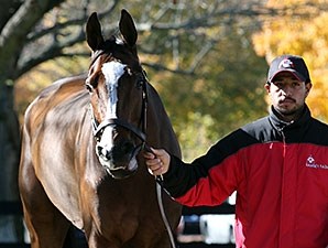 Stephanie's Kitten - Horse Profile - BloodHorse