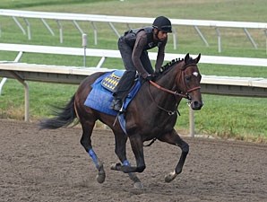 Paynter Horse Profile BloodHorse