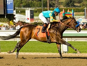 Paynter Horse Profile BloodHorse