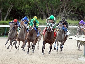 Scandalous Act - Horse Profile - BloodHorse