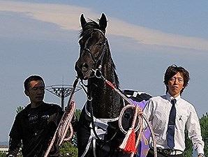 Fenomeno - Horse Profile - BloodHorse
