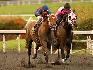 Smiling Tiger - Horse Profile - Bloodhorse