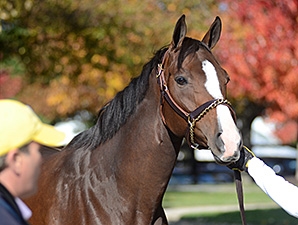 In Lingerie Horse Profile BloodHorse