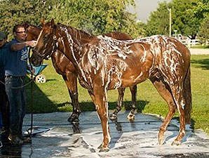 Silver Freak - Horse Profile - Bloodhorse