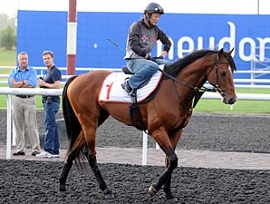 Brandy's Girl - Horse Profile - BloodHorse