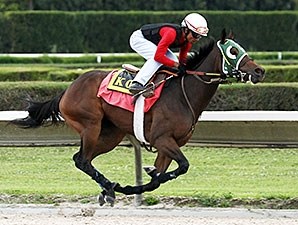 Scandalous Act - Horse Profile - BloodHorse