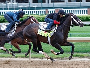 Verrazano - Horse Profile - Bloodhorse