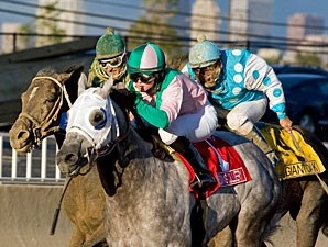 Redding Colliery - Horse Profile - BloodHorse