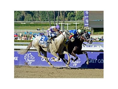 He's Had Enough (left) finished 2nd behind Shanghai Bobby in the Breeders' Cup Juvenile. <br><a target="blank" href="http://photos.bloodhorse.com/BreedersCup/2012-Breeders-Cup/Juvenile/26130125_Wz4K8f#!i=2194440251&k=22Lw5kH">Order This Photo</a>