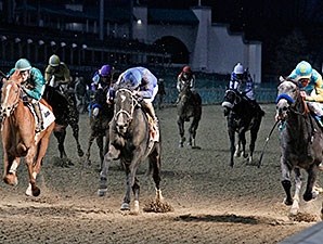 El Kabeir Horse Profile Bloodhorse