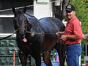 Ride On Curlin - Horse Profile - BloodHorse