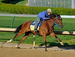 Vyjack - Horse Profile - BloodHorse