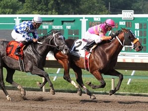 My Adonis - Horse Profile - BloodHorse