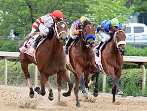 Havre De Grace - Horse Profile - Bloodhorse