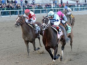 Verrazano Horse Profile BloodHorse