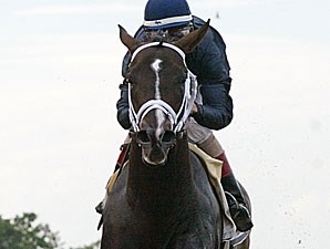 Verrazano Horse Profile BloodHorse