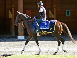 Summer Front - Horse Profile - BloodHorse