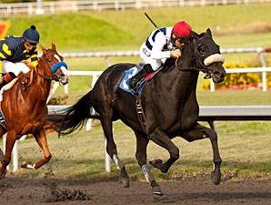 Eblouissante - Horse Profile - BloodHorse