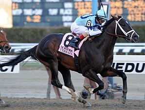 Verrazano Horse Profile BloodHorse