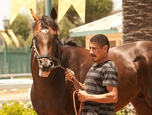 Paynter Horse Profile BloodHorse