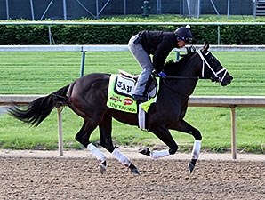 Vinceremos - Horse Profile - BloodHorse