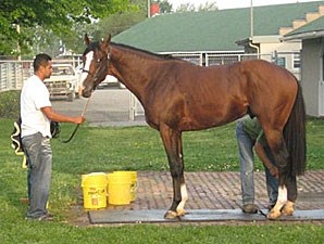 Rags to Riches - Horse Profile - BloodHorse