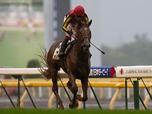 Favored Orfevre Wins Japanese Derby - BloodHorse