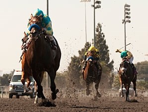 Paynter Horse Profile BloodHorse
