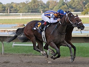 My Miss Aurelia - Horse Profile - BloodHorse