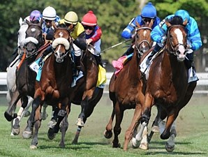 Get Stormy - Horse Profile - BloodHorse