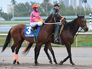 My Adonis - Horse Profile - BloodHorse