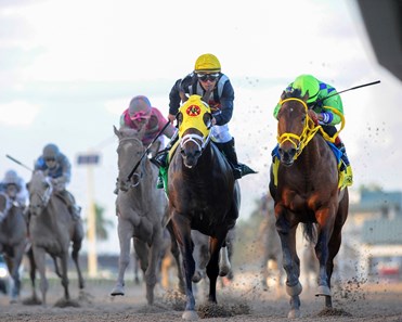 Wildcat Red Horse Profile Bloodhorse