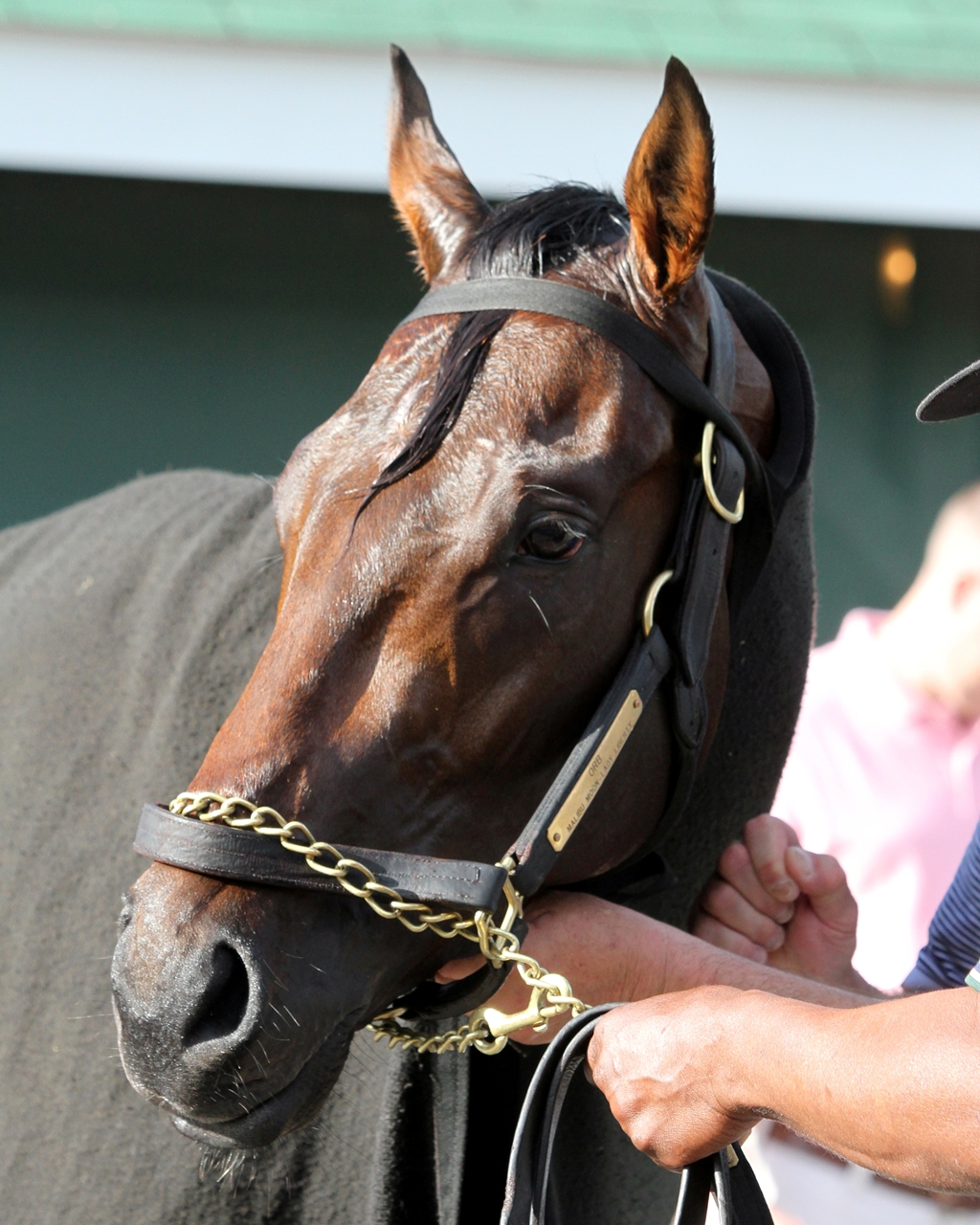 Orb - Horse Profile - BloodHorse