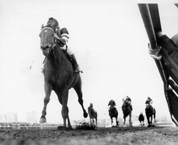 Great Geldings - Slideshow - BloodHorse