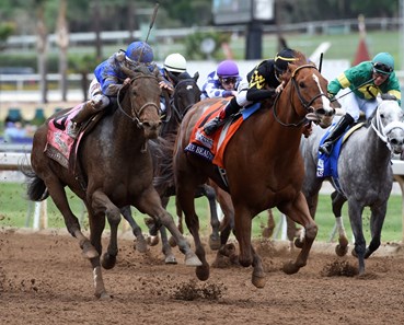 Judy the Beauty - Horse Profile - BloodHorse