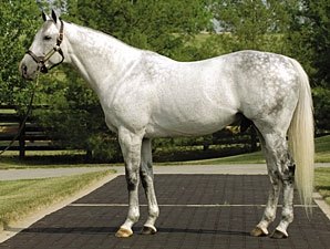 Successful Sire Unbridled's Song Dies - BloodHorse