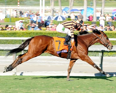 Little Mike - Horse Profile - BloodHorse