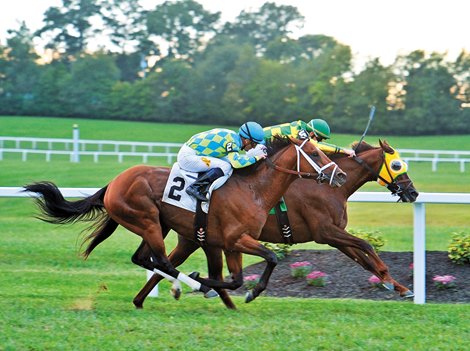 Вид скачек 5 букв. Современные скачки. Thoroughbred Horse Racing. Гладкие скачки. 4 Скачки современные.