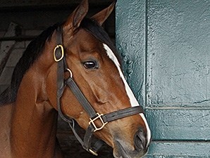 Lovely Maria - Horse Profile - BloodHorse