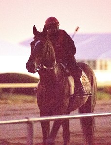 Social Inclusion - Horse Profile - BloodHorse