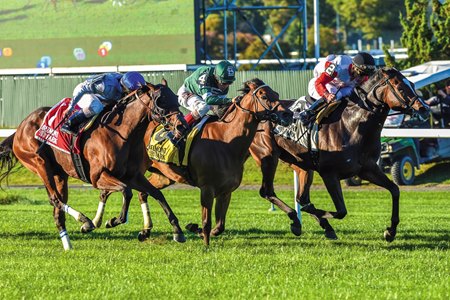 Grass racing at Belmont Park