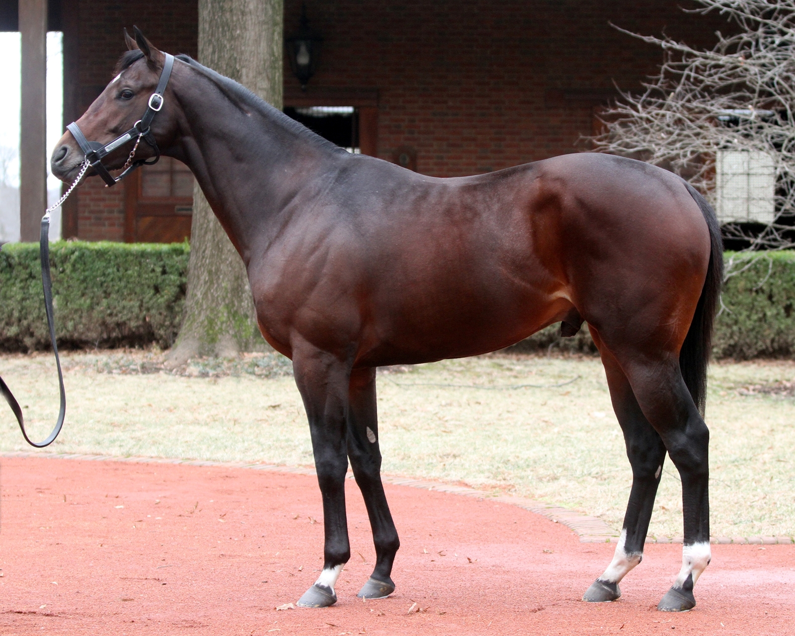 New Year's Day Arrives at Shadai Stallion Station - BloodHorse