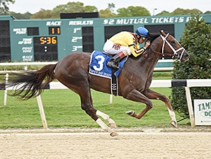 Carpe Diem - Horse Profile - BloodHorse