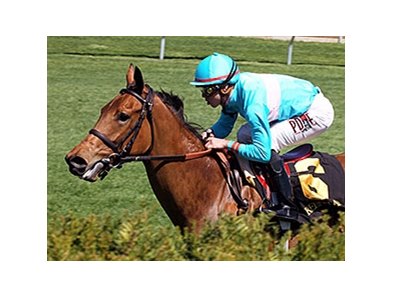 Wonder Again Next Step for Unbeaten Lady Eli BloodHorse 