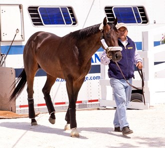 Itsmyluckyday - Horse Profile - BloodHorse